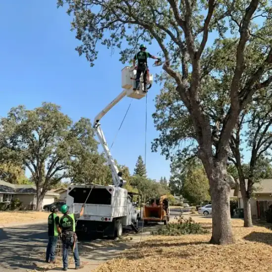 Bucket truck trimming a large oak tree in Stockton
